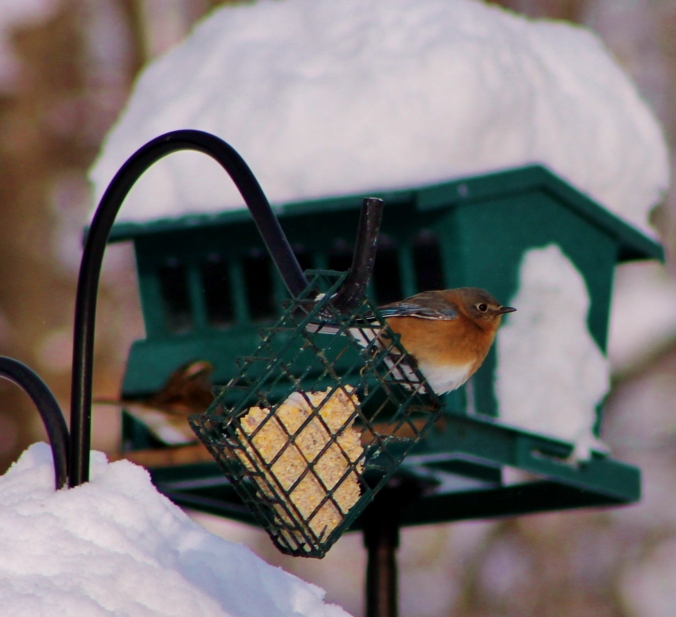 These bluebirds showed up at the winter feeder one day in January